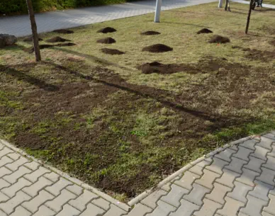 top dressing lawn