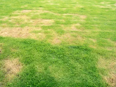 lawn-fungicide
